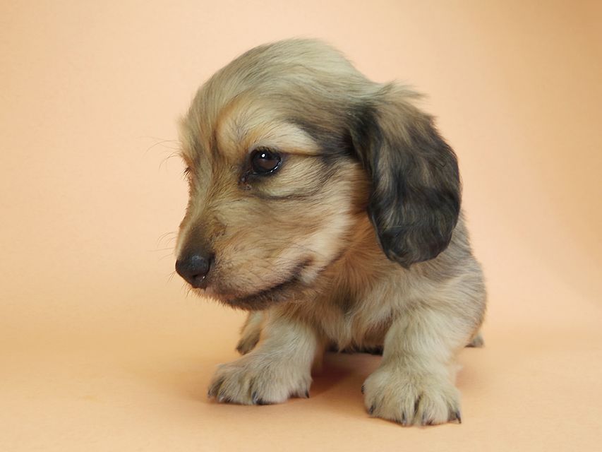 ダックスフンド カニンヘン アン.2 & オスカルの子犬 シェーデットクリーム 男の子（2）