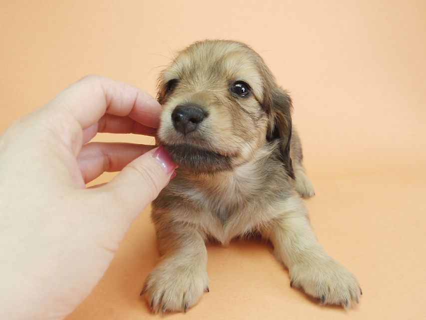 ダックスフンド カニンヘン アン.2 & オスカルの子犬 シェーデットクリーム 男の子（2）