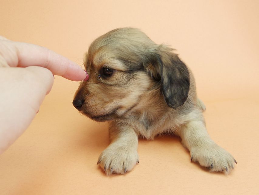 ダックスフンド カニンヘン アン.2 & オスカルの子犬 シェーデットクリーム 男の子（2）