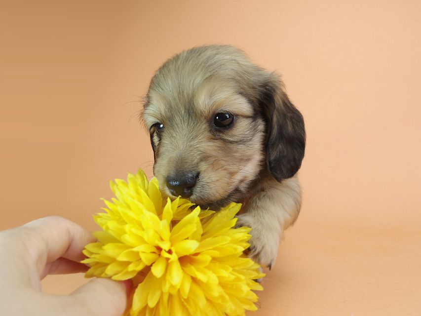 ダックスフンド カニンヘン アン.2 & オスカルの子犬 シェーデットクリーム 男の子（2）