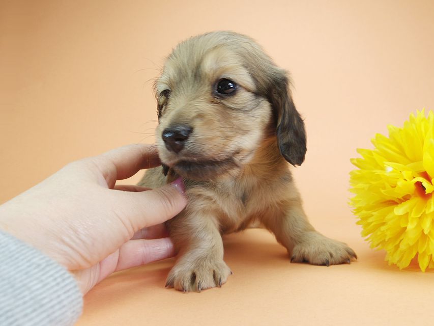 ダックスフンド カニンヘン アン.2 & オスカルの子犬 シェーデットクリーム 男の子（2）