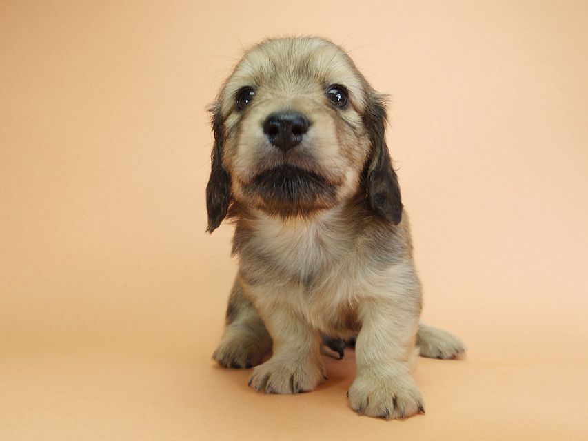 ダックスフンド カニンヘン アン.2 & オスカルの子犬 シェーデットクリーム 男の子（2）