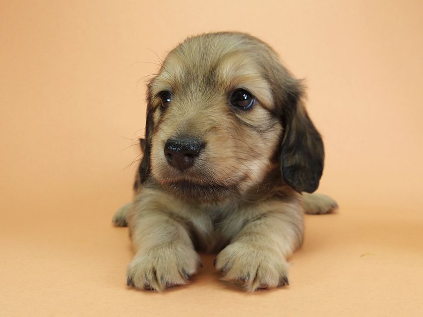 ダックスフンド カニンヘン アン.2 & オスカルの子犬 シェーデットクリーム 男の子（2）