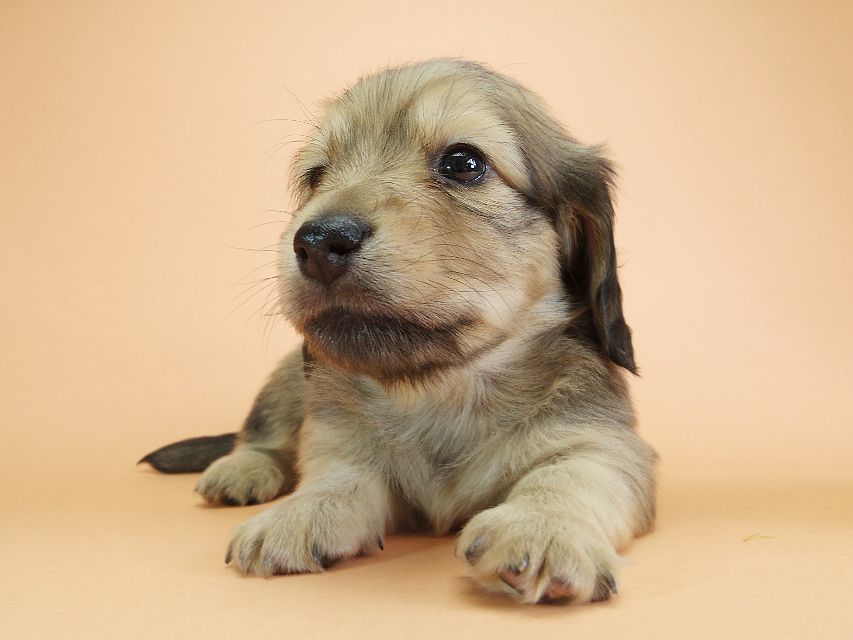 ダックスフンド カニンヘン アン.2 & オスカルの子犬 シェーデットクリーム 男の子（2）