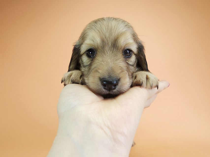 ダックスフンド カニンヘン アン.2 & オスカルの子犬 シェーデットクリーム 男の子（2）
