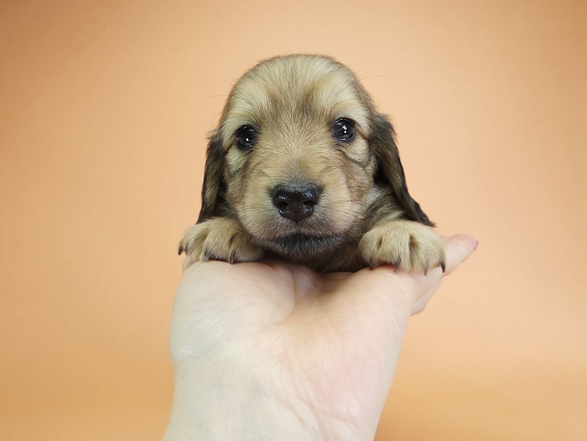 ダックスフンド カニンヘン アン.2 & オスカルの子犬 シェーデットクリーム 男の子（2）