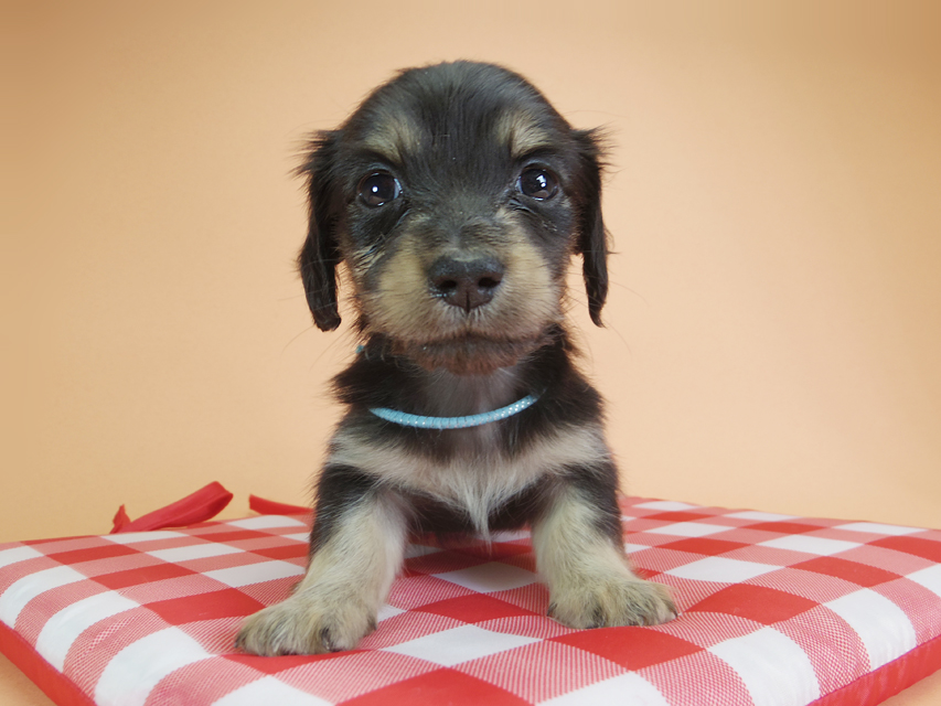 ダックスフンド カニンヘン オーシャン & ジャンの子犬 ブラッククリーム 男の子
