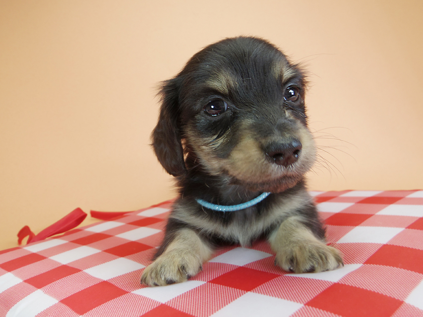 ダックスフンド カニンヘン オーシャン & ジャンの子犬 ブラッククリーム 男の子