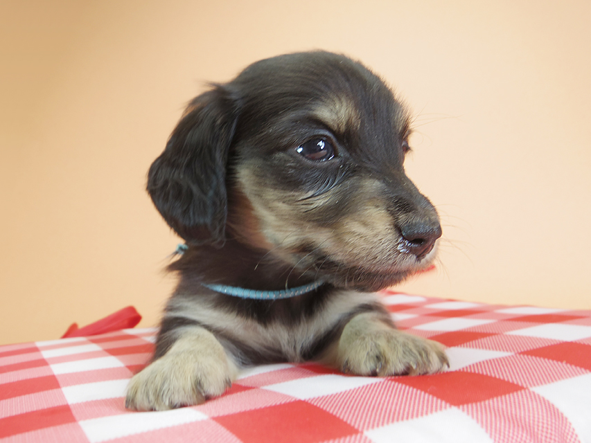 ダックスフンド カニンヘン オーシャン & ジャンの子犬 ブラッククリーム 男の子