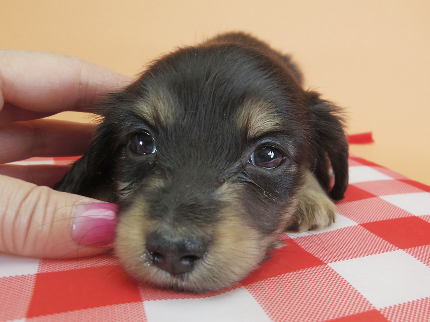ダックスフンド カニンヘン オーシャン & ジャンの子犬 ブラッククリーム 男の子