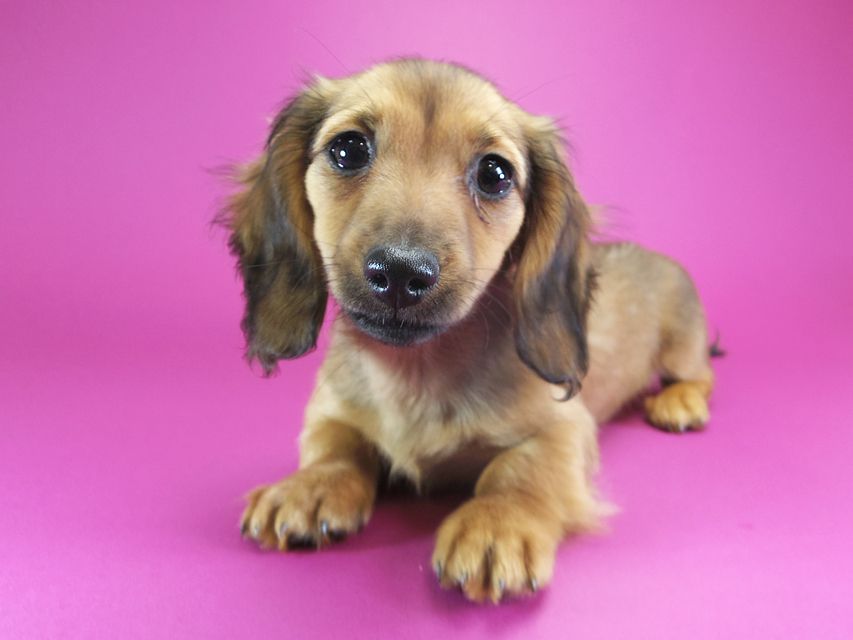 ダックスフンド カニンヘン シャーロット.cs & ジムダンディの子犬 シェーデットレッド 女の子IMGP2031 ダックスフンド カニンヘン シャーロット.cs & ジムダンディの子犬 シェーデットレッド 女の子