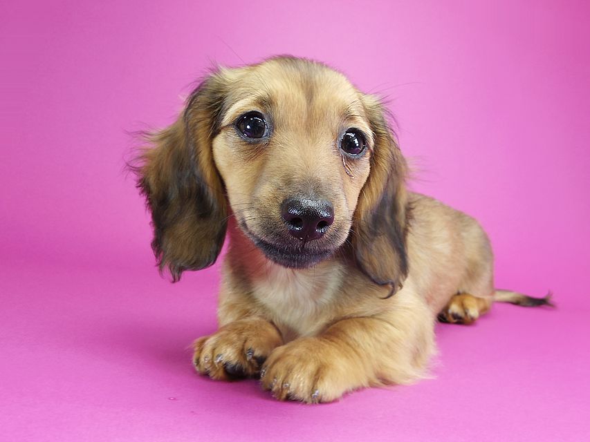 ダックスフンド カニンヘン シャーロット.cs & ジムダンディの子犬 シェーデットレッド 女の子IMGP2038 ダックスフンド カニンヘン シャーロット.cs & ジムダンディの子犬 シェーデットレッド 女の子