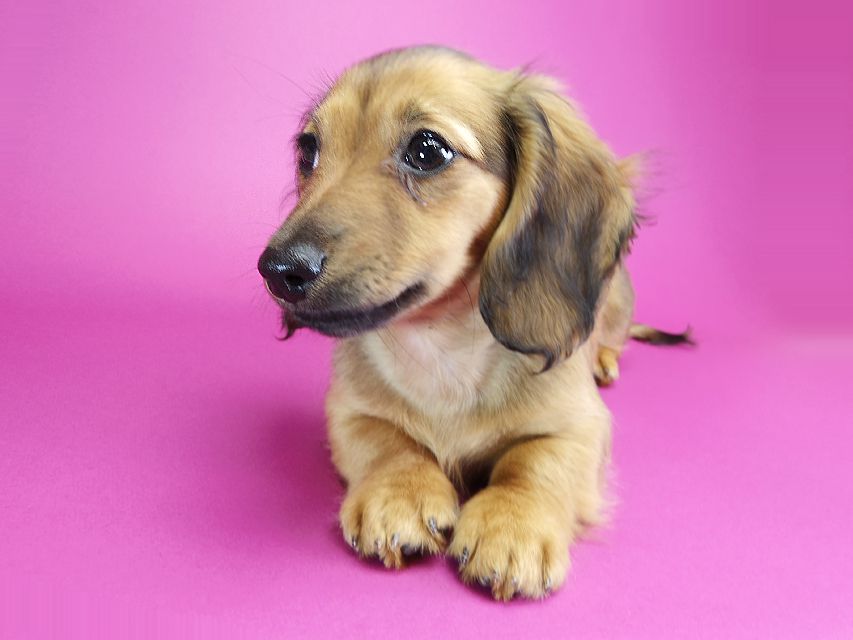 ダックスフンド カニンヘン シャーロット.cs & ジムダンディの子犬 シェーデットレッド 女の子IMGP2044 ダックスフンド カニンヘン シャーロット.cs & ジムダンディの子犬 シェーデットレッド 女の子