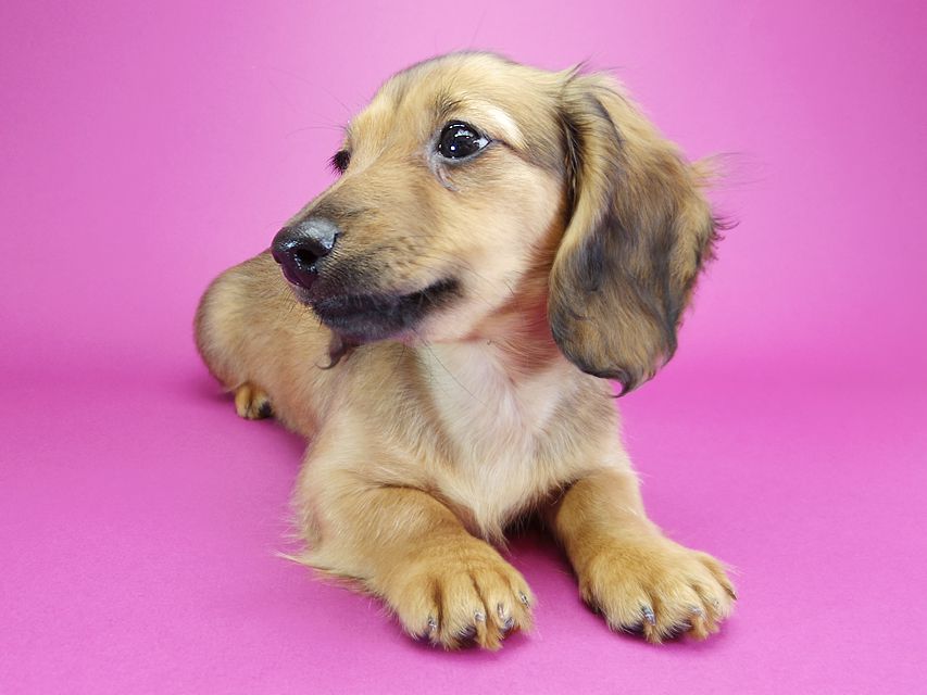 ダックスフンド カニンヘン シャーロット.cs & ジムダンディの子犬 シェーデットレッド 女の子IMGP2057 ダックスフンド カニンヘン シャーロット.cs & ジムダンディの子犬 シェーデットレッド 女の子