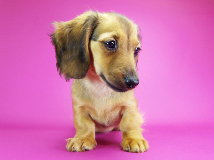 ダックスフンド カニンヘン シャーロット.cs & ジムダンディの子犬 シェーデットレッド 女の子IMGP2073 ダックスフンド カニンヘン シャーロット.cs & ジムダンディの子犬 シェーデットレッド 女の子