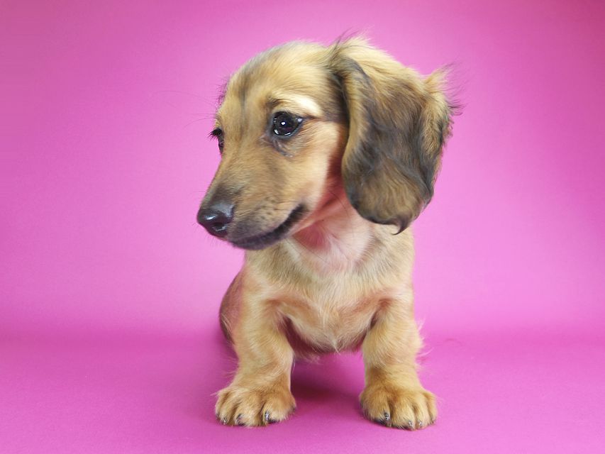 ダックスフンド カニンヘン シャーロット.cs & ジムダンディの子犬 シェーデットレッド 女の子IMGP2081 ダックスフンド カニンヘン シャーロット.cs & ジムダンディの子犬 シェーデットレッド 女の子