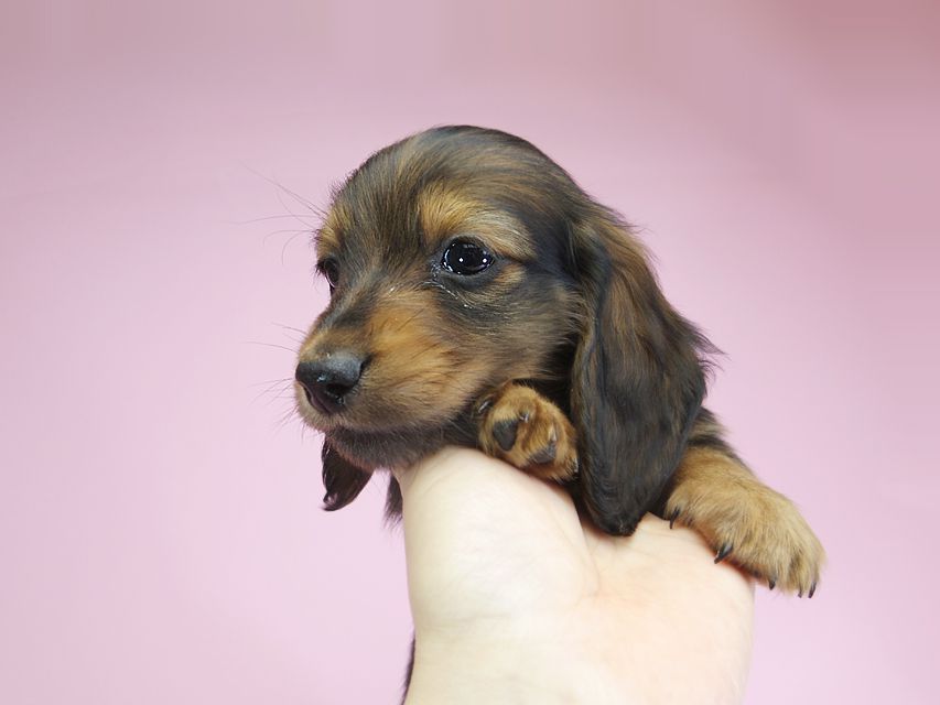 ダックスフンド カニンヘン パン.2 & オスカルの子犬 シェーデットレッド 男の子