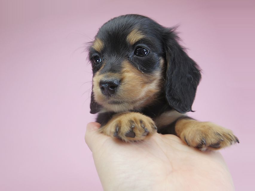 ダックスフンド カニンヘン パン.2 & オスカルの子犬 ブラッククリーム 女の子