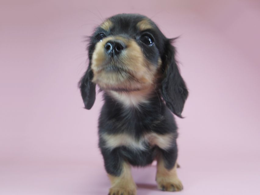 ダックスフンド カニンヘン パン.2 & オスカルの子犬 ブラッククリーム 女の子