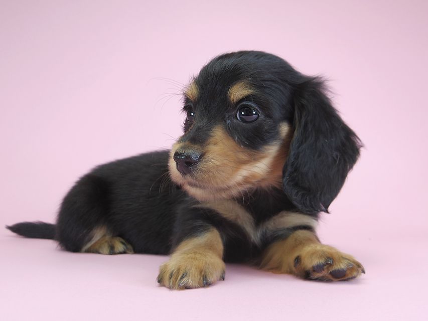 ダックスフンド カニンヘン パン.2 & オスカルの子犬 ブラッククリーム 女の子
