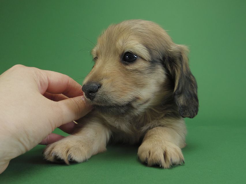 ダックスフンド カニンヘン アン.2 & オスカルの子犬 シェーデットクリーム 男の子（2）