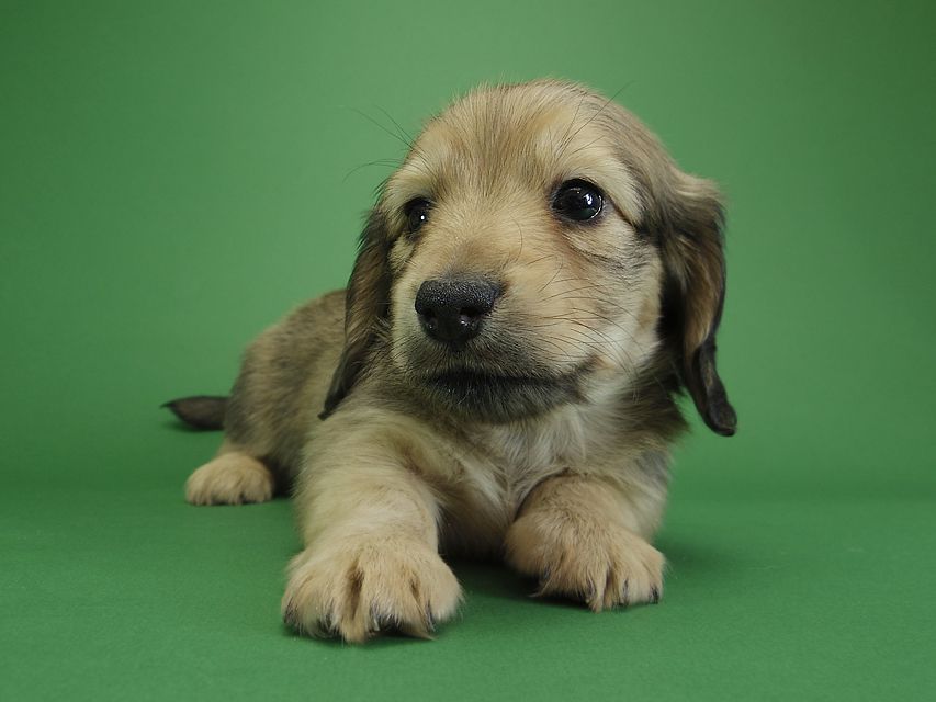 ダックスフンド カニンヘン アン.2 & オスカルの子犬 シェーデットクリーム 男の子（2）