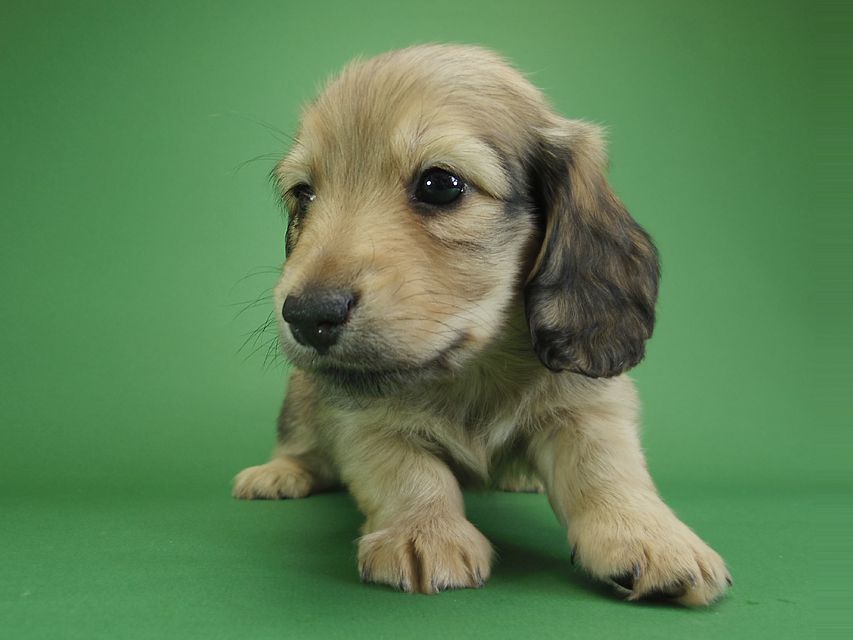 ダックスフンド カニンヘン アン.2 & オスカルの子犬 シェーデットクリーム 男の子（2）