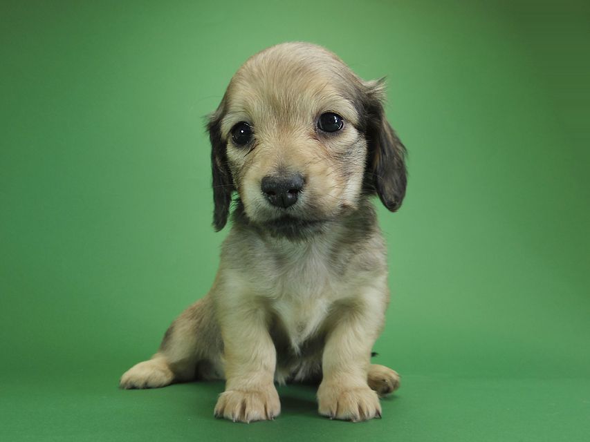 ダックスフンド カニンヘン アン.2 & オスカルの子犬 シェーデットクリーム 女の子