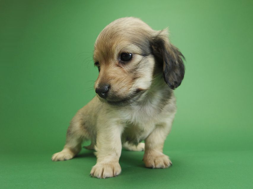 ダックスフンド カニンヘン アン.2 & オスカルの子犬 シェーデットクリーム 女の子