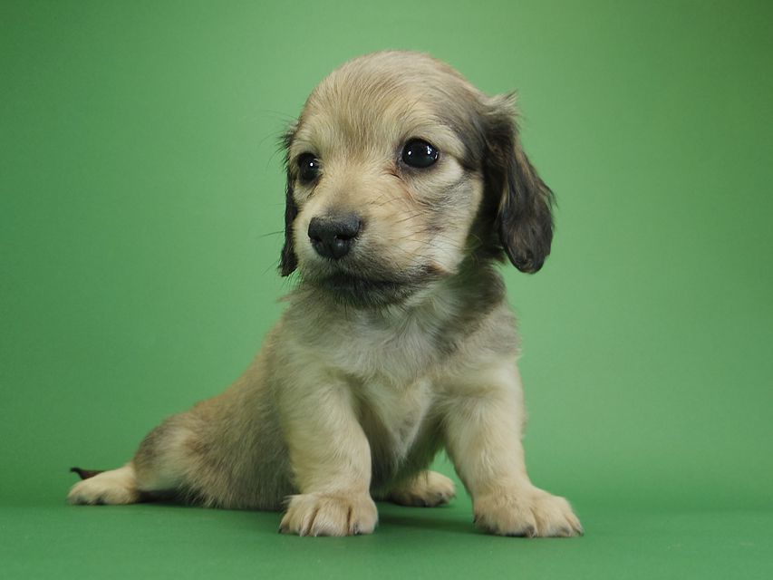 ダックスフンド カニンヘン アン.2 & オスカルの子犬 シェーデットクリーム 女の子