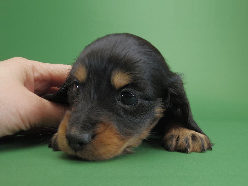 ダックスフンド カニンヘン ひな.2 & オスカルの子犬 ブラックタン 男の子