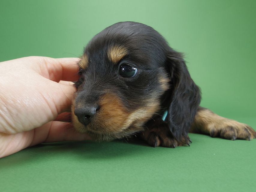 ダックスフンド カニンヘン ひな.2 & オスカルの子犬 ブラックタン 男の子