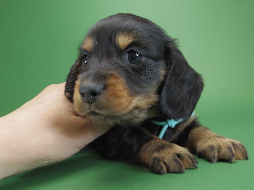 ダックスフンド カニンヘン ひな.2 & オスカルの子犬 ブラックタン 男の子
