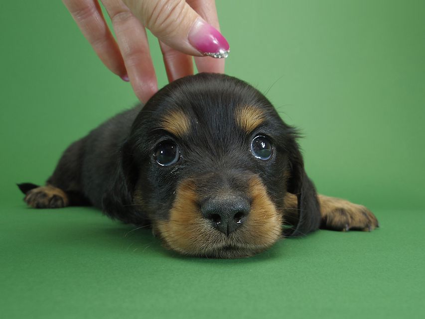ダックスフンド カニンヘン ひな.2 & オスカルの子犬 ブラックタン 男の子
