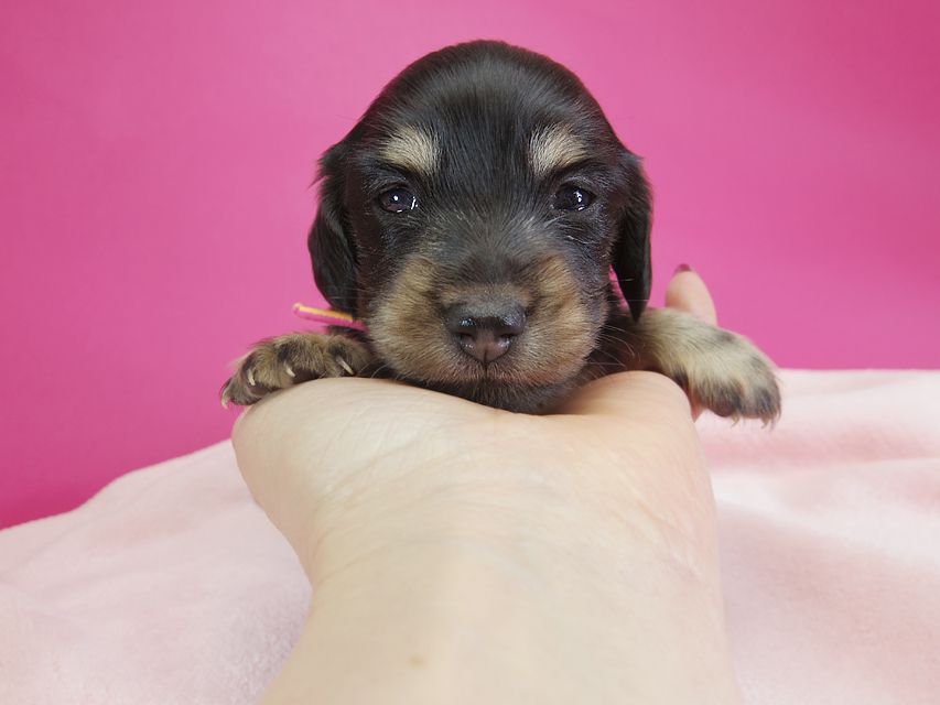 ダックスフンド カニンヘン 楓 & ジャンクレールダンディの子犬 ブラッククリーム 女の子 お写真初登場IMGP2262 ダックスフンド カニンヘン 楓 & ジャンクレールダンディの子犬 ブラッククリーム 女の子 お写真初登場