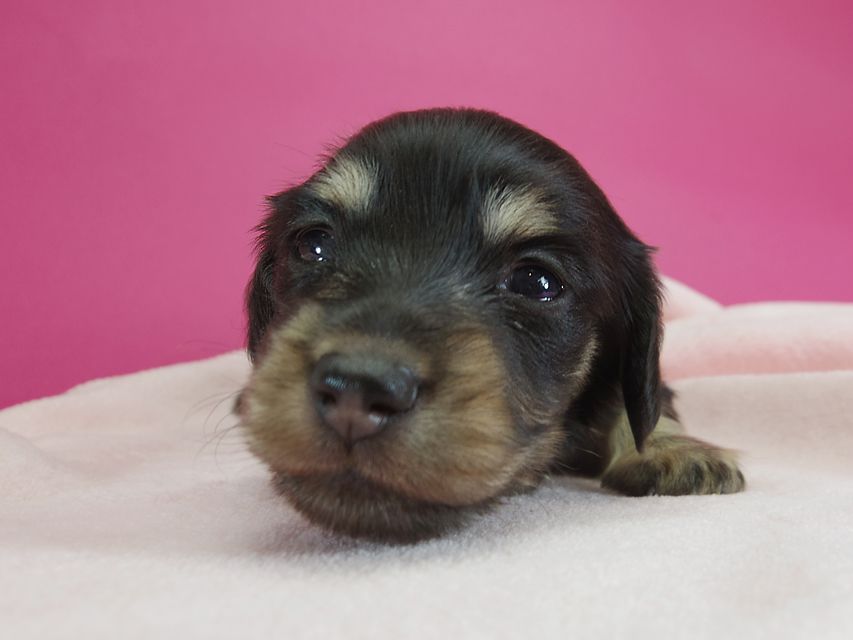 ダックスフンド カニンヘン 楓 & ジャンクレールダンディの子犬 ブラッククリーム 女の子 お写真初登場IMGP2265 ダックスフンド カニンヘン 楓 & ジャンクレールダンディの子犬 ブラッククリーム 女の子 お写真初登場