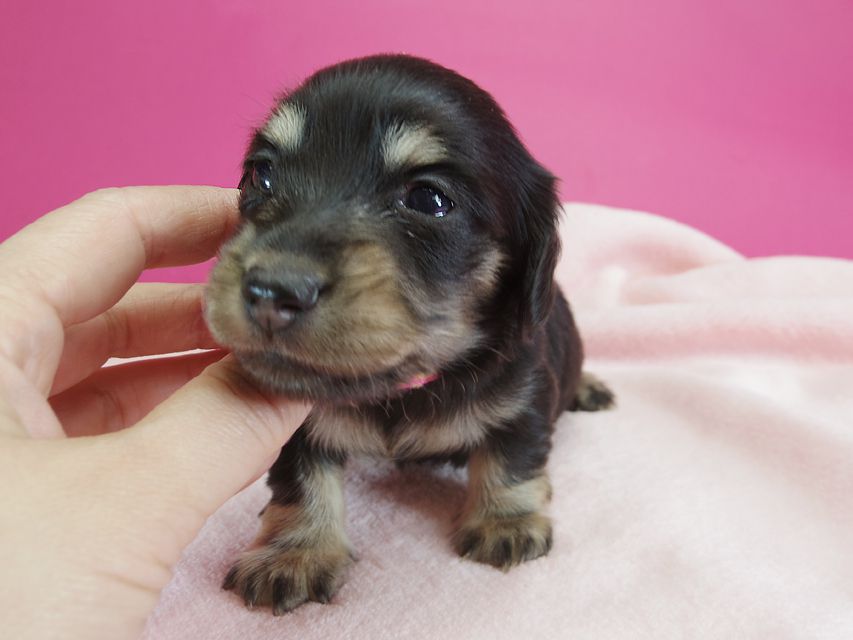 ダックスフンド カニンヘン 楓 & ジャンクレールダンディの子犬 ブラッククリーム 女の子 お写真初登場IMGP2274 ダックスフンド カニンヘン 楓 & ジャンクレールダンディの子犬 ブラッククリーム 女の子 お写真初登場
