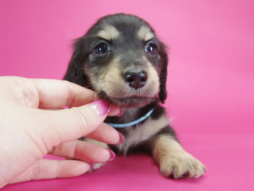 ダックスフンド カニンヘン オーシャン & ジャンの子犬 ブラッククリーム 男の子IMGP2289 ダックスフンド カニンヘン オーシャン & ジャンの子犬 ブラッククリーム 男の子