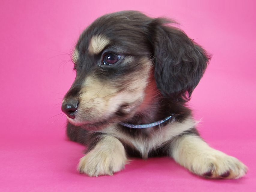 ダックスフンド カニンヘン オーシャン & ジャンの子犬 ブラッククリーム 男の子IMGP2291 ダックスフンド カニンヘン オーシャン & ジャンの子犬 ブラッククリーム 男の子
