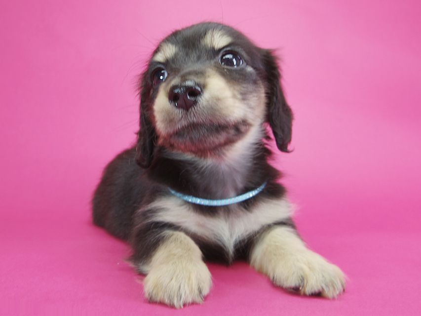 ダックスフンド カニンヘン オーシャン & ジャンの子犬 ブラッククリーム 男の子IMGP2316 ダックスフンド カニンヘン オーシャン & ジャンの子犬 ブラッククリーム 男の子