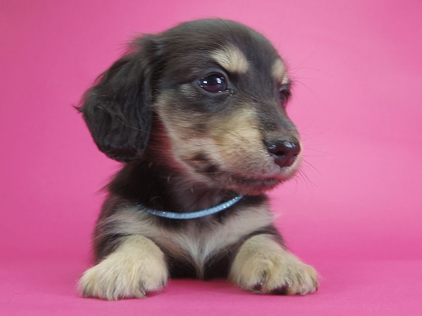 ダックスフンド カニンヘン オーシャン & ジャンの子犬 ブラッククリーム 男の子IMGP2317 ダックスフンド カニンヘン オーシャン & ジャンの子犬 ブラッククリーム 男の子