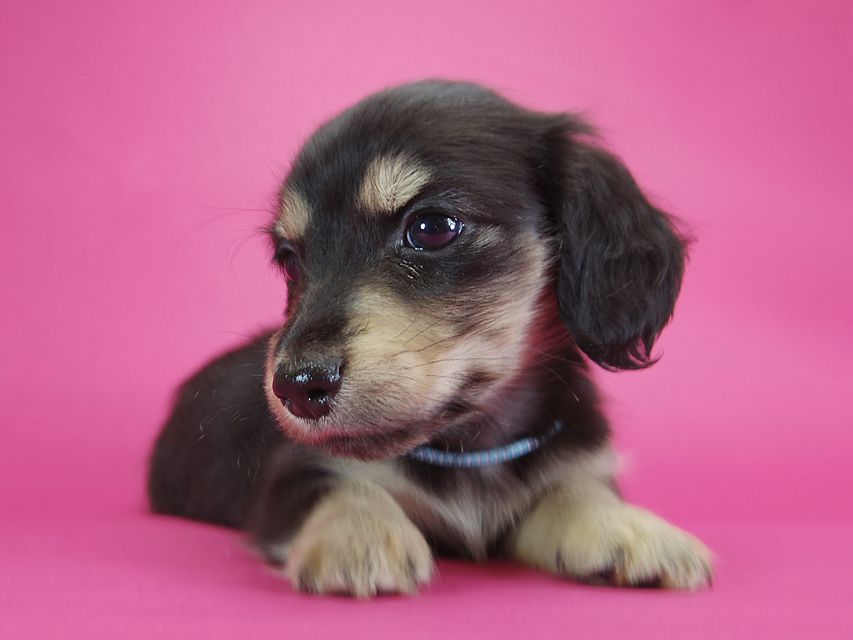 ダックスフンド カニンヘン オーシャン & ジャンの子犬 ブラッククリーム 男の子IMGP2319 ダックスフンド カニンヘン オーシャン & ジャンの子犬 ブラッククリーム 男の子