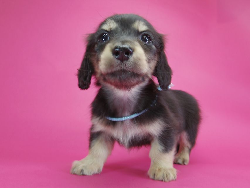 ダックスフンド カニンヘン オーシャン & ジャンの子犬 ブラッククリーム 男の子IMGP2341 ダックスフンド カニンヘン オーシャン & ジャンの子犬 ブラッククリーム 男の子