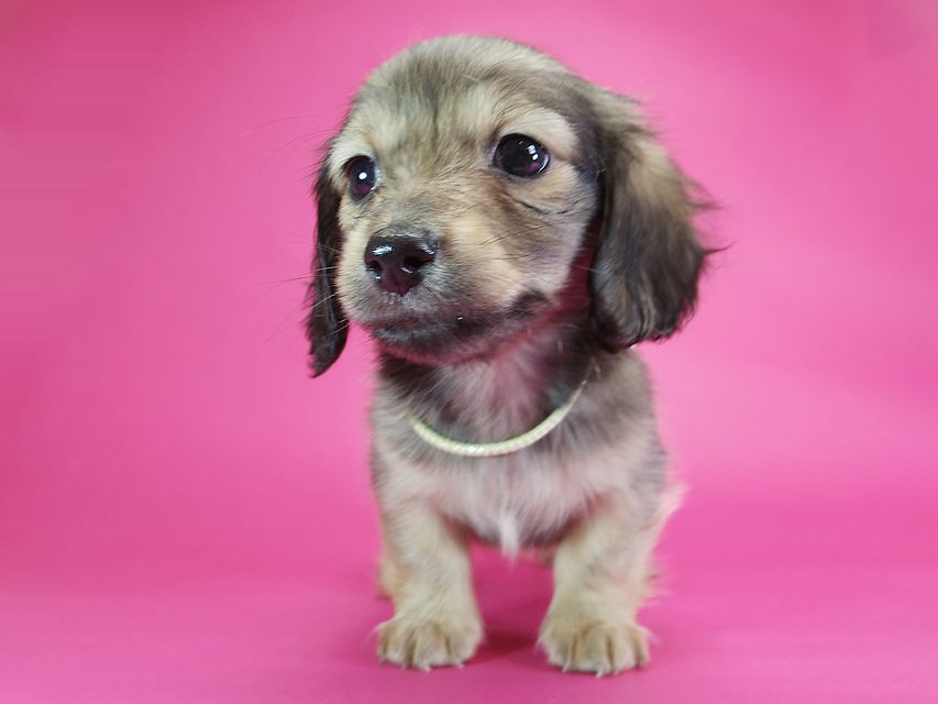 ダックスフンド カニンヘン オーシャン & ジャンの子犬 シェーデットクリーム 女の子（1）