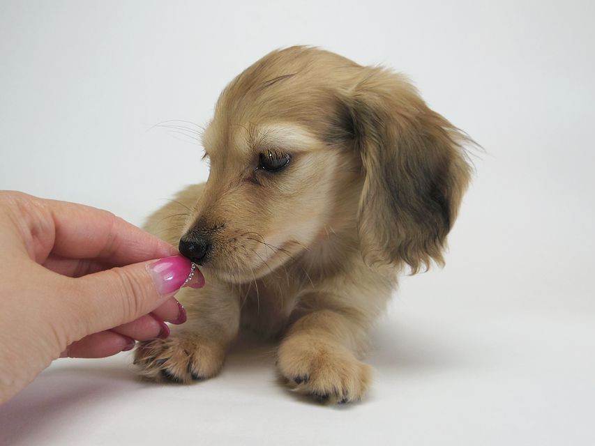 ダックスフンド カニンヘン メロディ & たけるの子犬 シェーデットクリーム 男の子IMGP2450 ダックスフンド カニンヘン メロディ & たけるの子犬 シェーデットクリーム 男の子