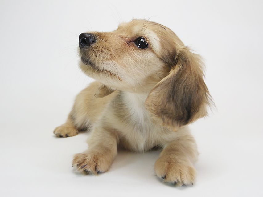 ダックスフンド カニンヘン メロディ & たけるの子犬 シェーデットクリーム 男の子IMGP2451 ダックスフンド カニンヘン メロディ & たけるの子犬 シェーデットクリーム 男の子