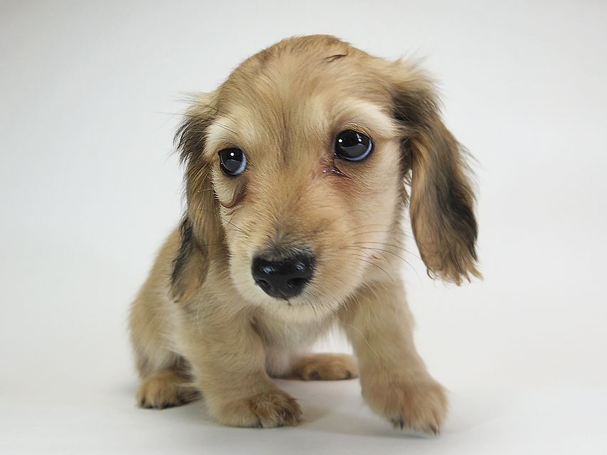 ダックスフンド カニンヘン メロディ & たけるの子犬 シェーデットクリーム 男の子IMGP2456 ダックスフンド カニンヘン メロディ & たけるの子犬 シェーデットクリーム 男の子