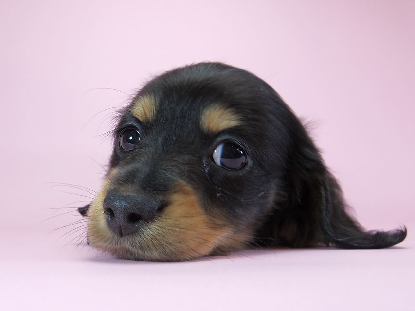 カニンヘンダックスフンド ロングヘアード ひな.2 & オスカルの子犬 ブラックタン 男の子