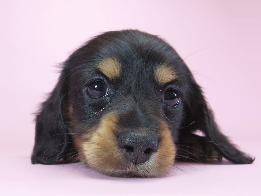 カニンヘンダックスフンド ロングヘアード ひな.2 & オスカルの子犬 ブラックタン 男の子