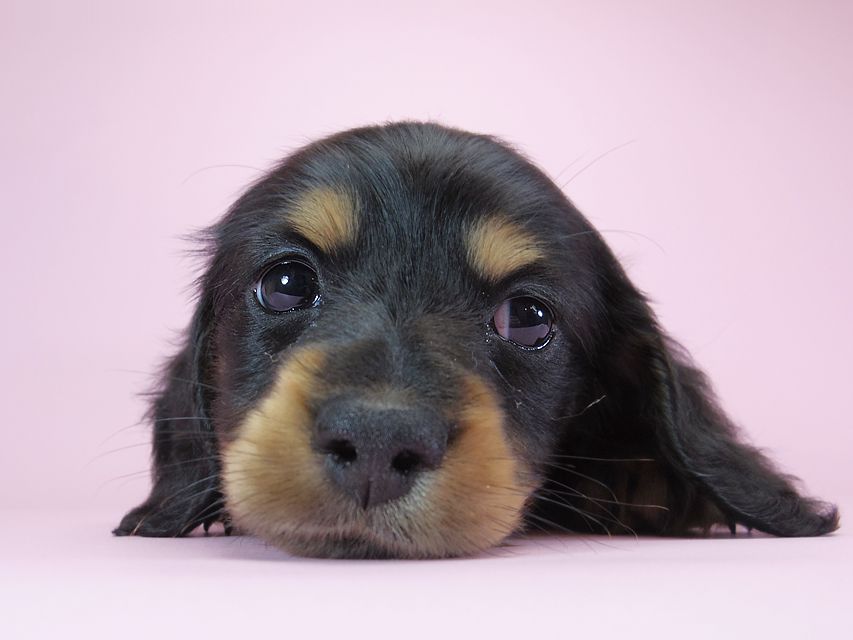 カニンヘンダックスフンド ロングヘアード ひな.2 & オスカルの子犬 ブラックタン 男の子